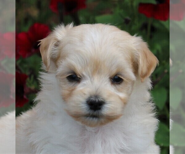 Medium Photo #1 Maltipoo Puppy For Sale in SUNBURY, PA, USA