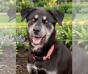 Australian Kelpie-Retriever  Mix Dogs for adoption in Newport Beach, CA, USA