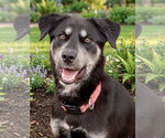 Jolene - Female Australian Kelpie-Retriever  Mix Dog for Adoption - Small photo