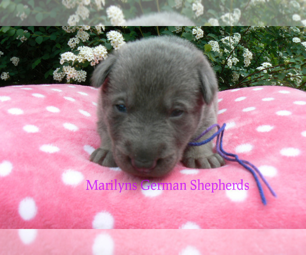 Medium Photo #5 German Shepherd Dog Puppy For Sale in PIEDMONT, MO, USA