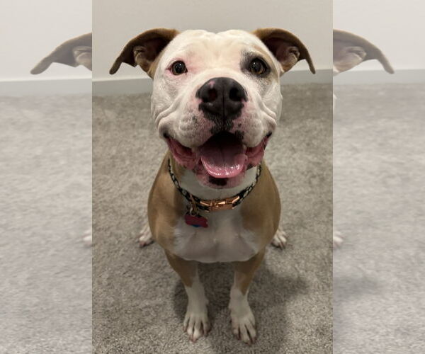 Medium Photo #1 Mutt Puppy For Sale in Fort Collins, CO, USA