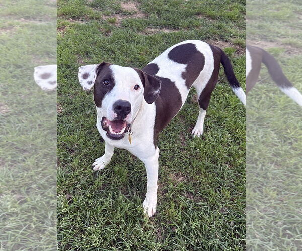 Medium Photo #5 Labrador Retriever-Unknown Mix Puppy For Sale in Eastman, GA, USA