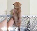 Small Photo #14 Phu Quoc (Vietnam Island) Ridgeback Puppy For Sale in HELOTES, TX, USA