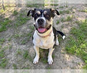 SWEETIE - Female Mutt Dog for Adoption - Photo #2