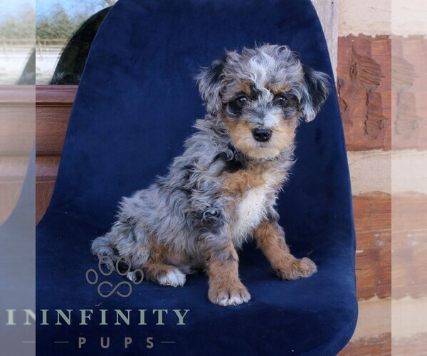 Medium Photo #3 Bernedoodle (Miniature) Puppy For Sale in NARVON, PA, USA