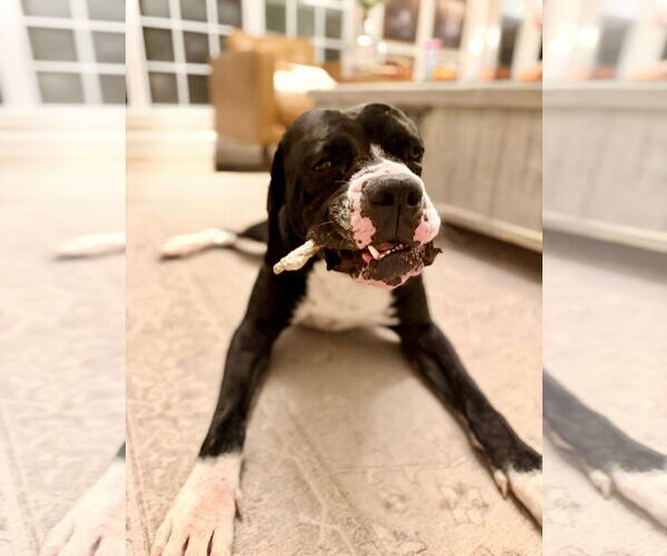 Medium Photo #5 Boxer Puppy For Sale in Burnsville, MN, USA