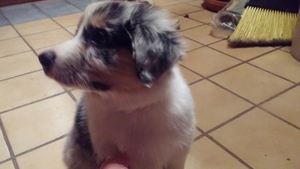 Australian Shepherd Puppy for sale in Gardner, KS, USA