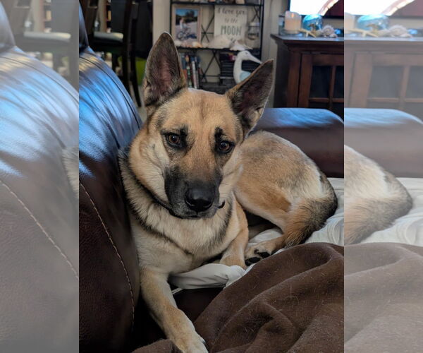 Medium Photo #5 German Shepherd Dog Puppy For Sale in Plantation, FL, USA