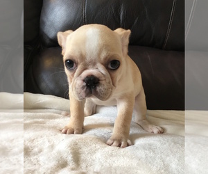 French Bulldog Puppy for sale in CHARLESTON, SC, USA