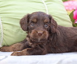 Puppy Huxley Cavapoo
