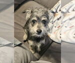 Small Miniature Pinscher Mix