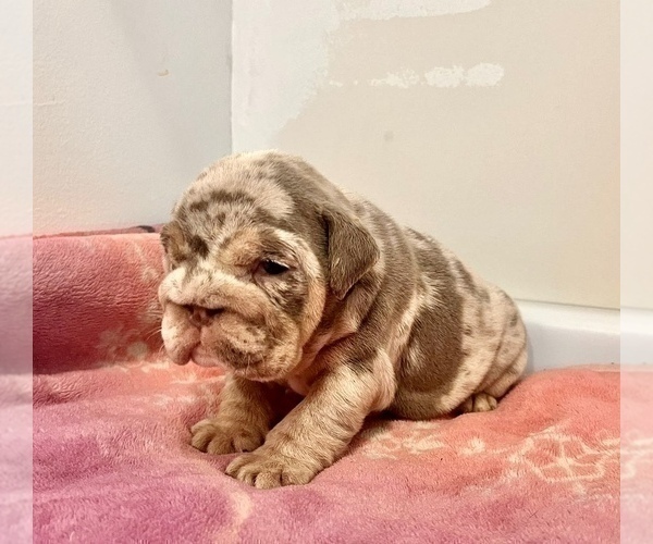 Medium Photo #8 English Bulldog Puppy For Sale in SEATTLE, WA, USA