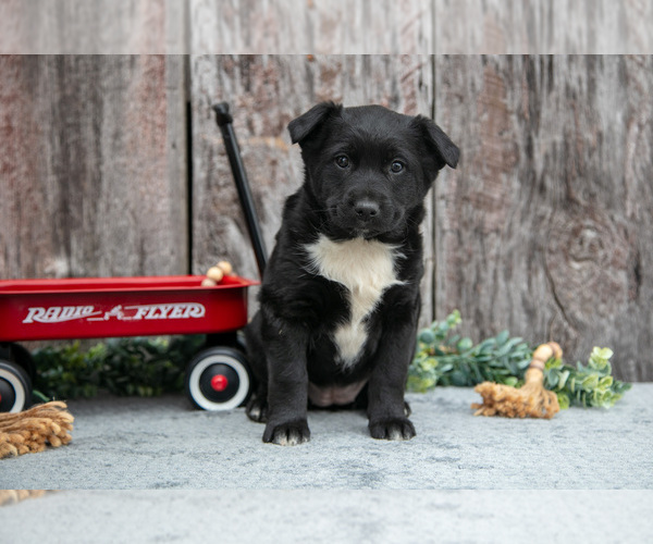 Medium Photo #2 Australian Cattle Dog-Miniature Australian Shepherd Mix Puppy For Sale in SULLIVAN, OH, USA