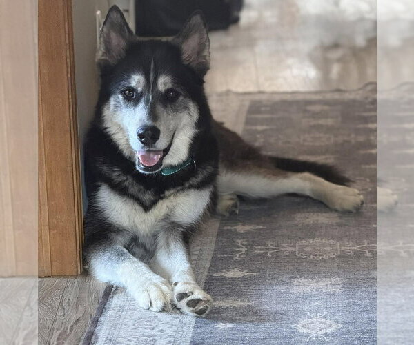 Medium Photo #9 Siberian Husky-Unknown Mix Puppy For Sale in Andover, MN, USA