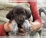 Puppy 9 Auto German Shorthaired Pointer-German Wirehaired Pointer Mix