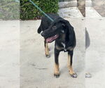 Small #3 Mutt