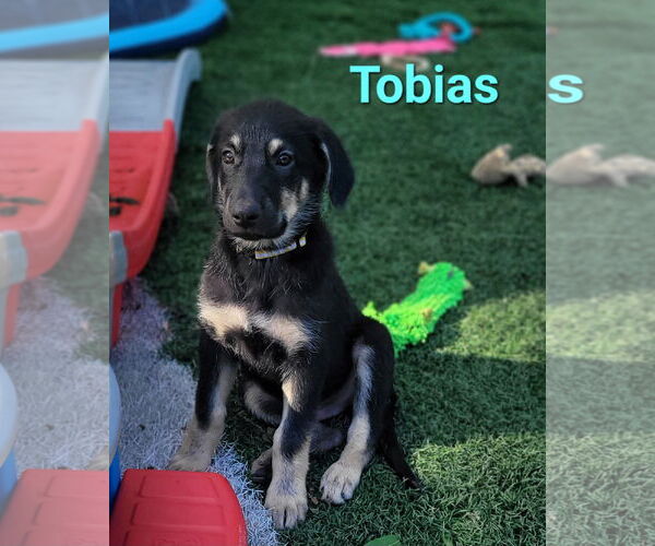 Medium Photo #7 German Shepherd Dog-Weimaraner Mix Puppy For Sale in Des Moines, IA, USA