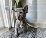 Puppy Fat Boy French Bulldog