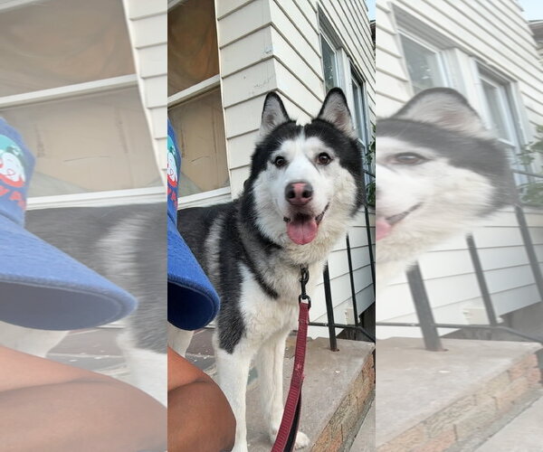 Medium Photo #2 Siberian Husky-Unknown Mix Puppy For Sale in Rockaway, NJ, USA