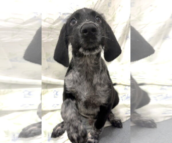 Medium Photo #2 German Wirehaired Pointer-Unknown Mix Puppy For Sale in Wetumpka, AL, USA