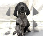 Small #1 German Wirehaired Pointer Mix