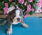 Small #6 English Bulldog