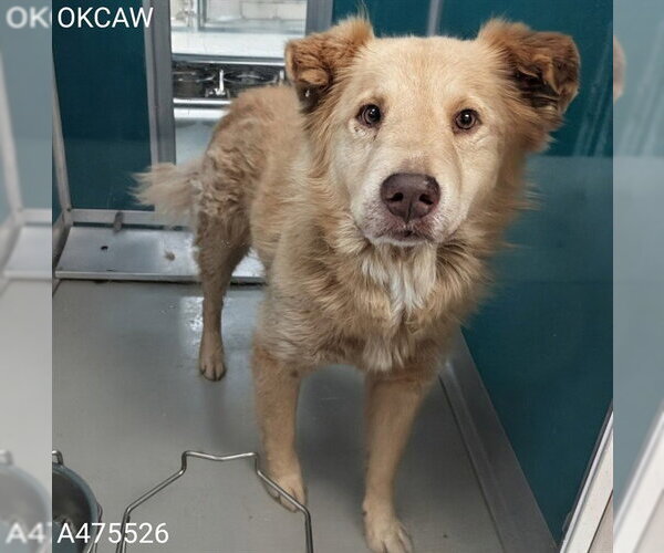 Medium Photo #1 Australian Shepherd-Chow Chow Mix Puppy For Sale in Oklahoma City, OK, USA