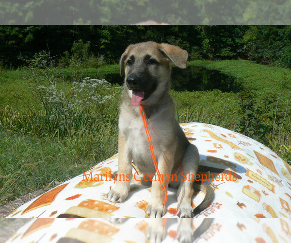 Medium Photo #3 German Shepherd Dog Puppy For Sale in PIEDMONT, MO, USA