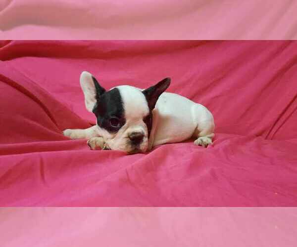 Medium Photo #1 French Bulldog Puppy For Sale in SALEM, WV, USA
