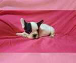 Small Photo #1 French Bulldog Puppy For Sale in SALEM, WV, USA