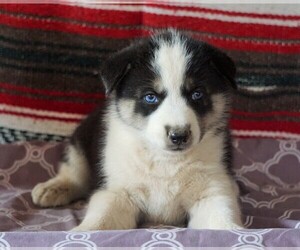 Siberian Husky Puppy for sale in FREDERICKSBG, OH, USA