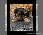 Small #4 Poodle (Standard)-Yorkshire Terrier Mix