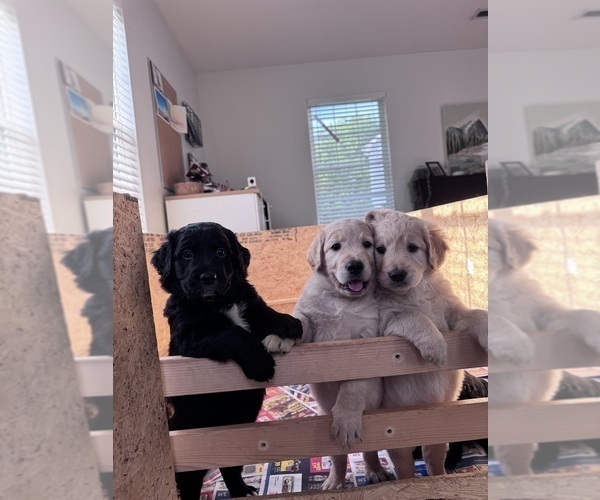 Medium Photo #1 Goldendoodle Puppy For Sale in MATTHEWS, NC, USA