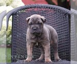 Image preview for Ad Listing. Nickname: Aster