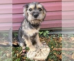 Tia - Female Schnoodle (Miniature) Puppy for Sale - Photo #2