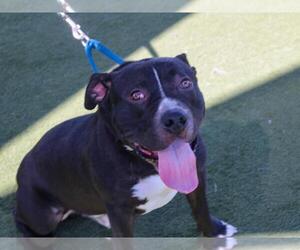 American Pit Bull Terrier Dogs for adoption in Martinez, CA, USA