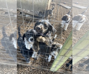 Bordoodle Dogs for adoption in ONALASKA, WA, USA