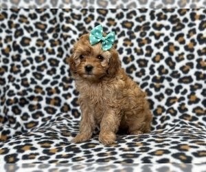 Cock-A-Poo Puppy for sale in LAKELAND, FL, USA