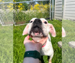 Small #1 Boxer