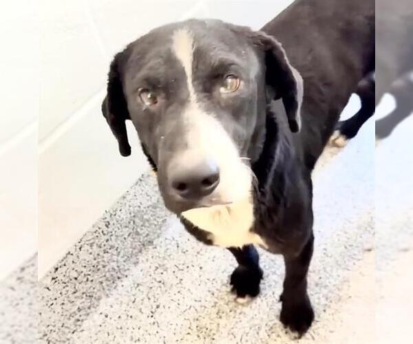 Medium Photo #2 Labrador Retriever-Unknown Mix Puppy For Sale in Houston, TX, USA