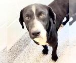 Small #1 Labrador Retriever Mix