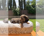 Small Photo #5 Dachshund Puppy For Sale in NORTH HIGHLANDS, CA, USA
