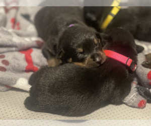 Rottweiler Puppy for sale in CHARLOTTE HALL, MD, USA