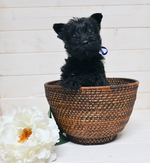 Scottish Terrier Puppy for sale in CHESWICK, PA, USA