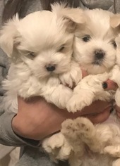 Maltese Puppy for sale in OWASSO, OK, USA