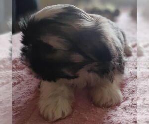 Shih Tzu Puppy for sale in REEDSBURG, WI, USA