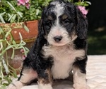 Small #2 Miniature Bernedoodle