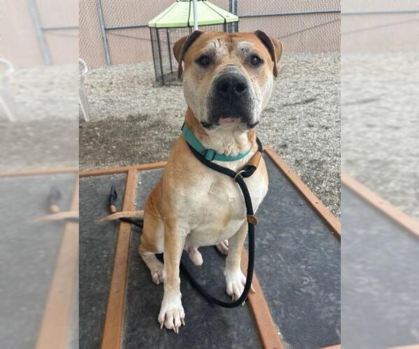 Medium Photo #2 American Staffordshire Terrier-Unknown Mix Puppy For Sale in Palmetto, FL, USA