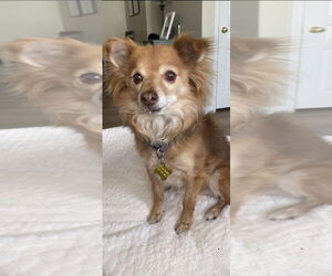 Pomeranian-Unknown Mix Dogs for adoption in Sandy, UT, USA