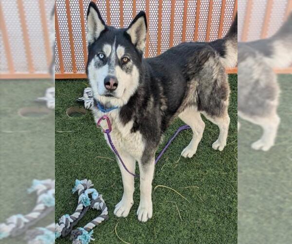 Medium Photo #2 Siberian Husky-Unknown Mix Puppy For Sale in Las Vegas, NV, USA